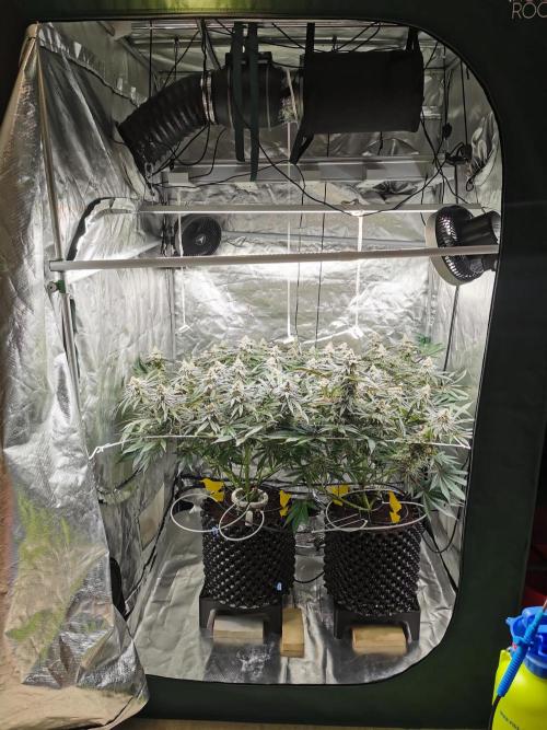 Walzer White. Week 7