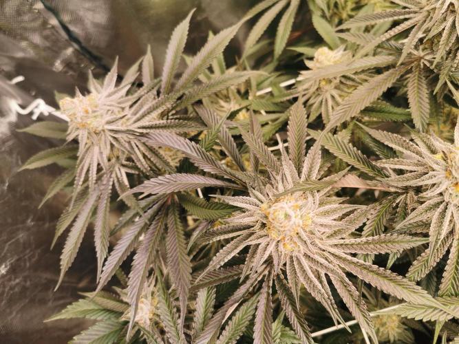 Walzer White. Week 7