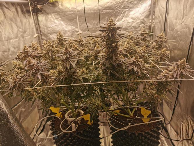 Walzer White. Week 8