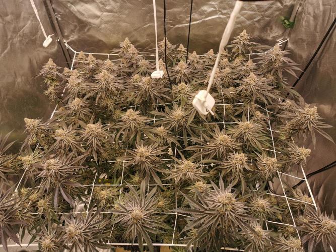Walzer White. Week 8