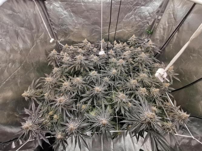 Walzer White. Week 8