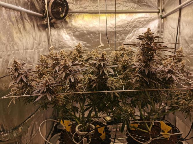 Walzer White. Week 8