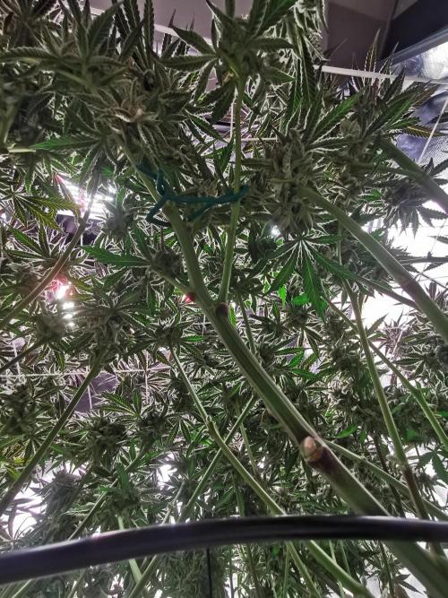 Walzer White. Week 8
