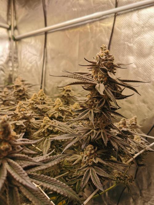 Walzer White. Week 8