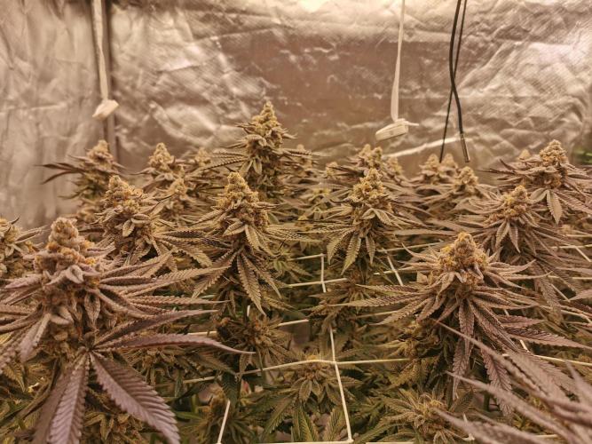 Walzer White. Week 8