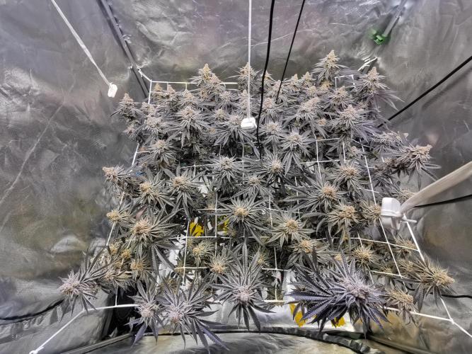 Walzer White. Week 9
