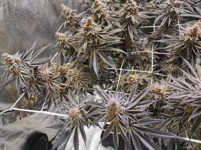 Walzer White. Week 9