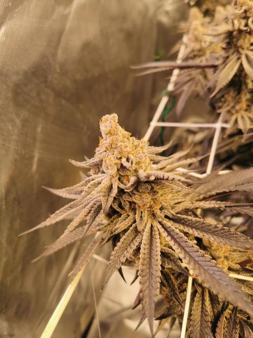 Walzer White. Week 10