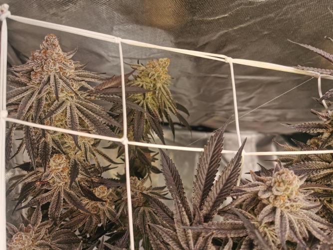 Walzer White. Week 10
