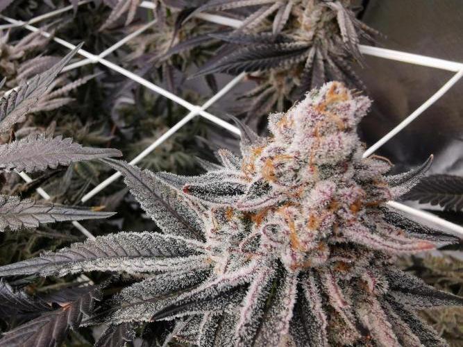 Walzer White. Week 9