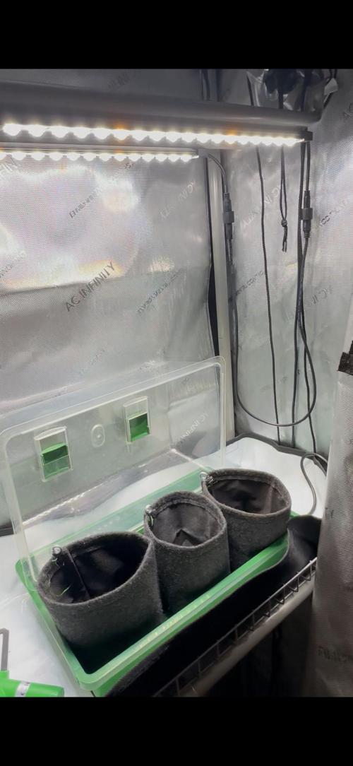 3x Californian Snow Auto. Week 0