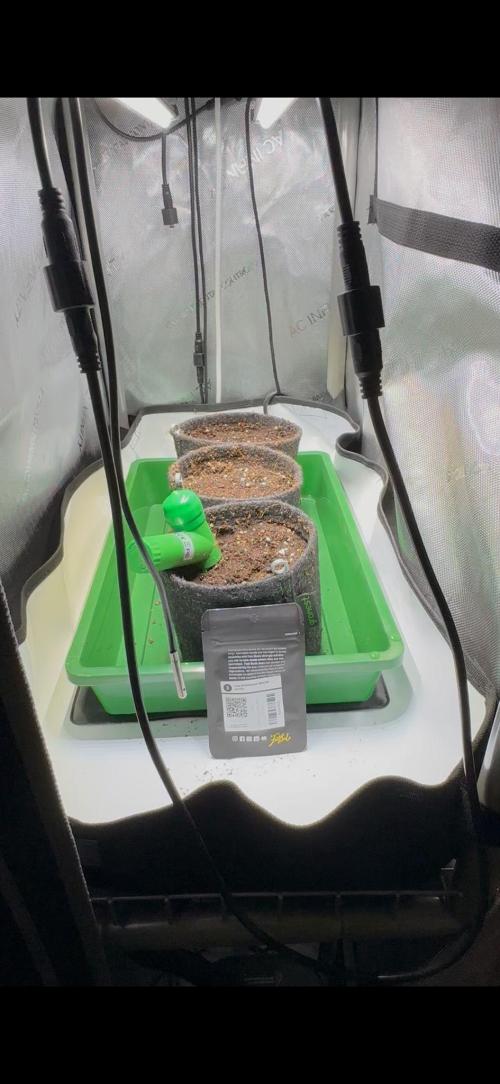 3x Californian Snow Auto. Week 0