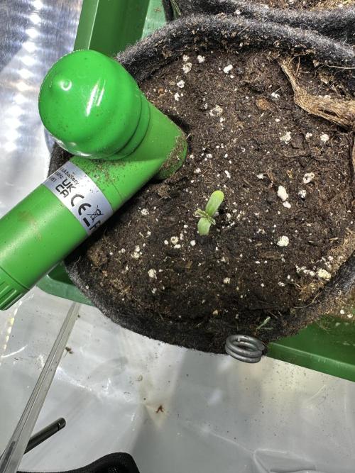 3x Californian Snow Auto. Week 0 - Luna 
