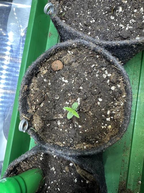 3x Californian Snow Auto. Week 0 - Fiona