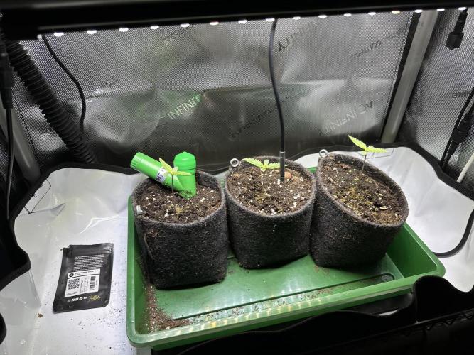 3x Californian Snow Auto. Week 1 - Tag: 6