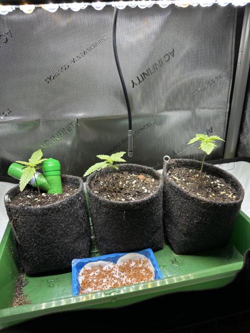3x Californian Snow Auto. Week 1 - Tag: 9