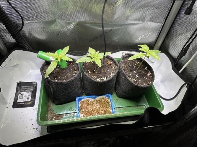 3x Californian Snow Auto. Week 1 - Tag 12