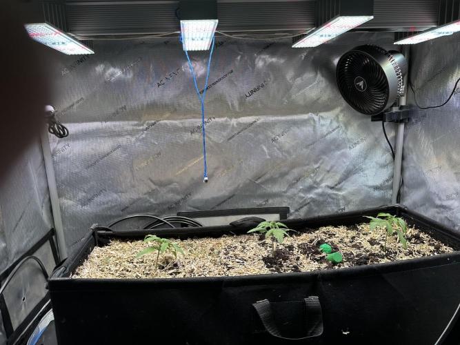 3x Californian Snow Auto. Week 2 - Tag 16