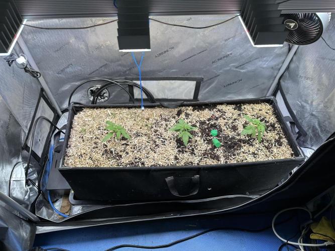 3x Californian Snow Auto. Week 2 - Tag 16
