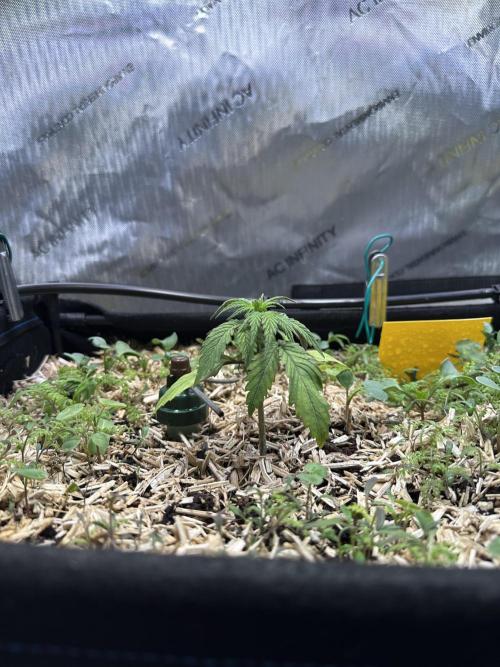 3x Californian Snow Auto. Week 2 - Tag 20