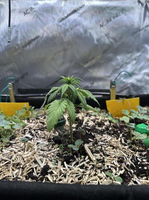 3x Californian Snow Auto. Week 2 - tag:20