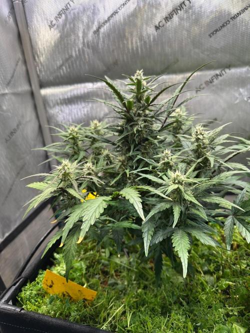 3x Californian Snow Auto. Week 11 - BT 36
