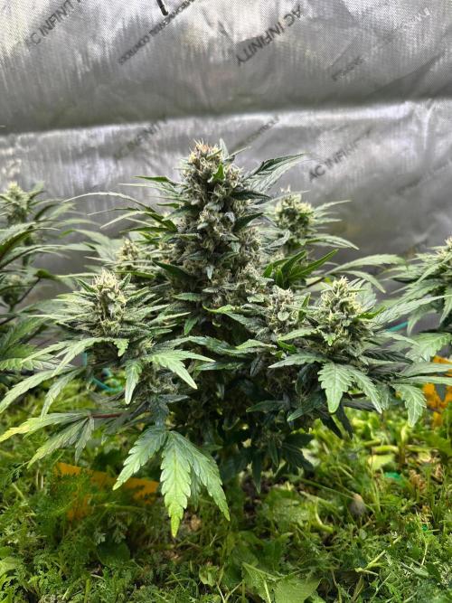 3x Californian Snow Auto. Week 11 - BT 36