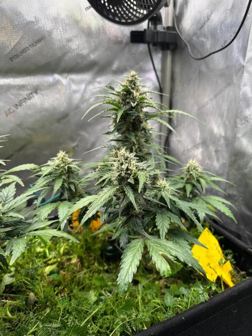 Californian Snow Auto. Week 11