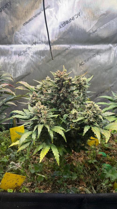 3x Californian Snow Auto. Week 11 - BT53