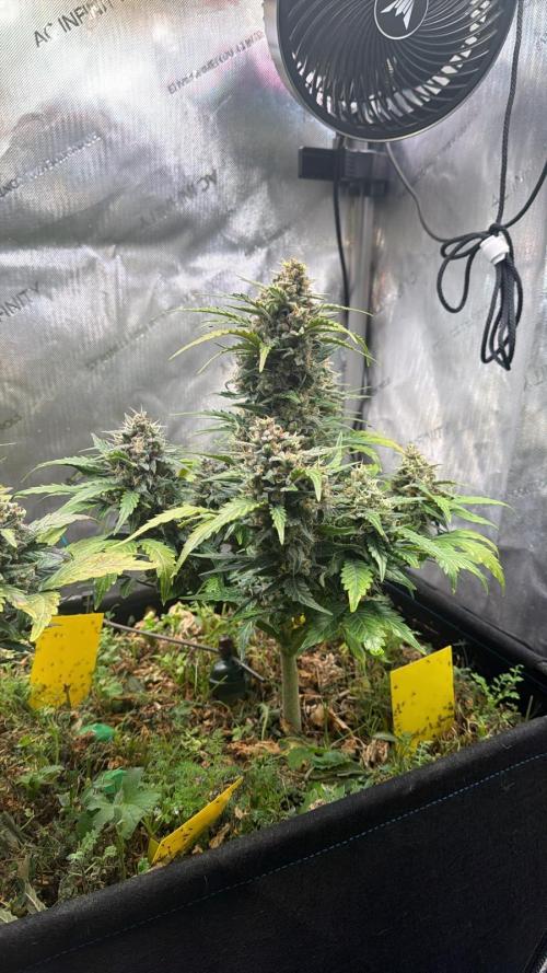 3x Californian Snow Auto. Week 11 - BT 53