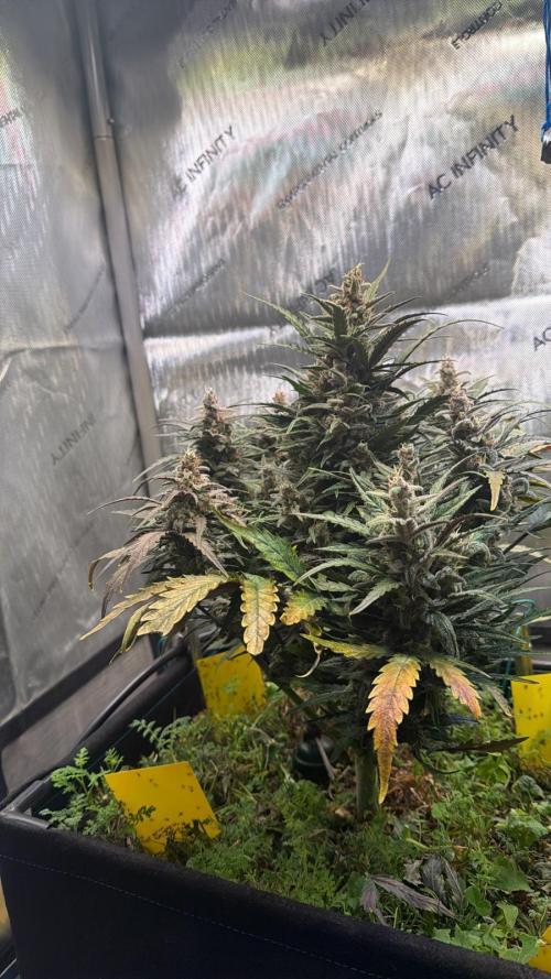 3x Californian Snow Auto. Week 11 - BT 53