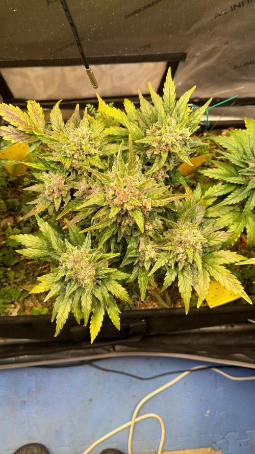 3x Californian Snow Auto. Week 11 - BT 53