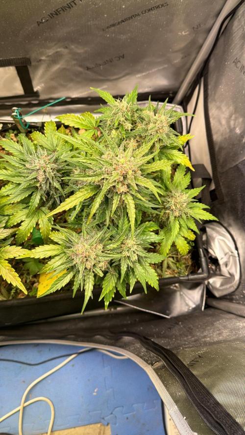 Californian Snow Auto. Week 11
