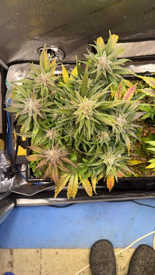 3x Californian Snow Auto. Week 11 - BT 53
