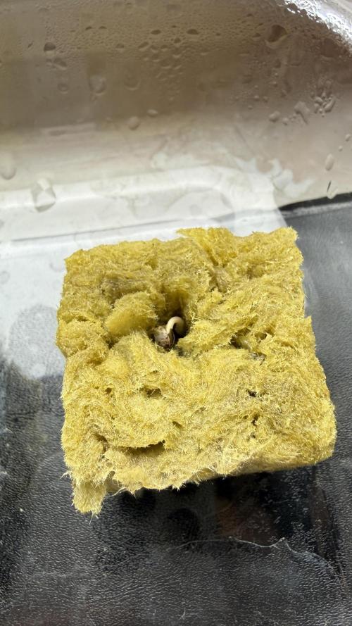 Royal Critical Automatic - RQS. Week 0 - Still stuck in the rockwool, watching closely and ready to help if needed.