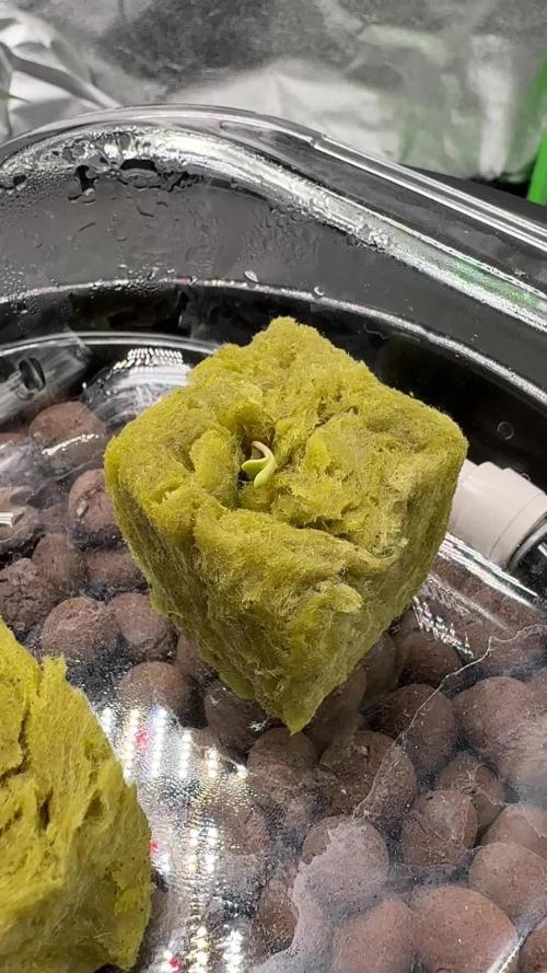 Royal Critical Automatic - RQS