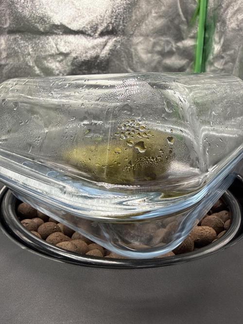 Royal Critical Automatic - RQS. Week 0 - POV - you can‘t stop watching