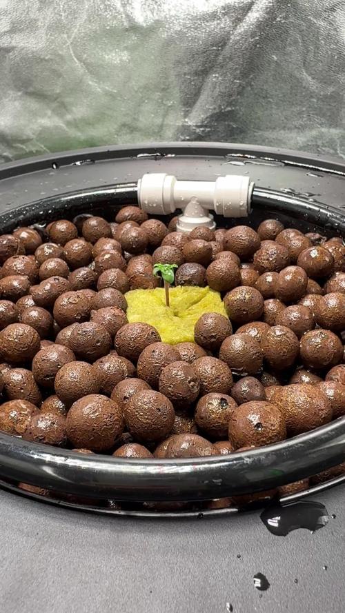 Royal Critical Automatic - RQS