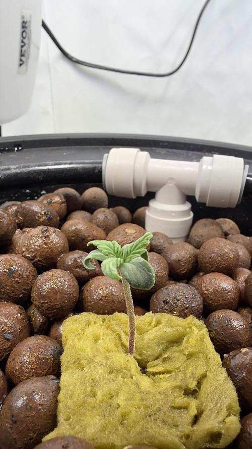 Royal Critical Automatic - RQS. Week 1 - I think she likes her new environment 