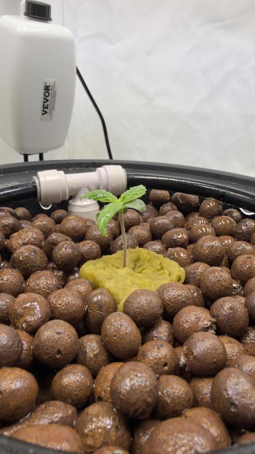 Royal Critical Automatic - RQS. Week 2
