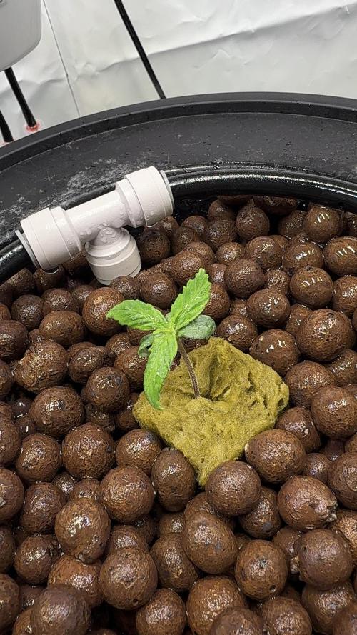 Royal Critical Automatic - RQS. Week 2