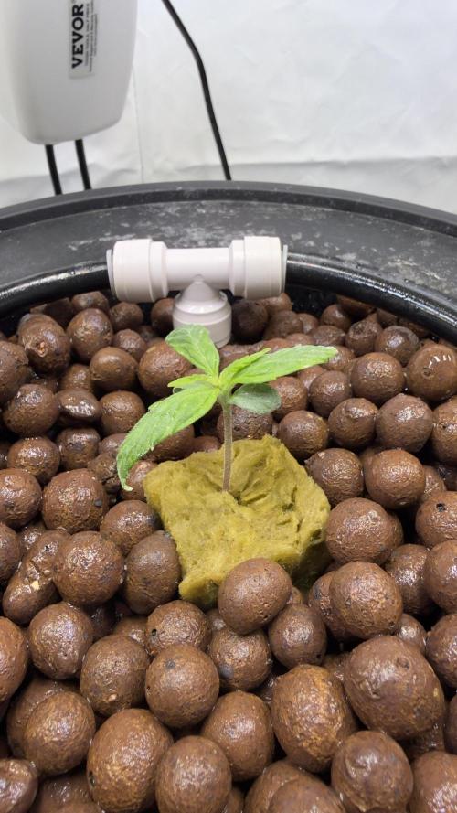 Royal Critical Automatic - RQS. Week 2