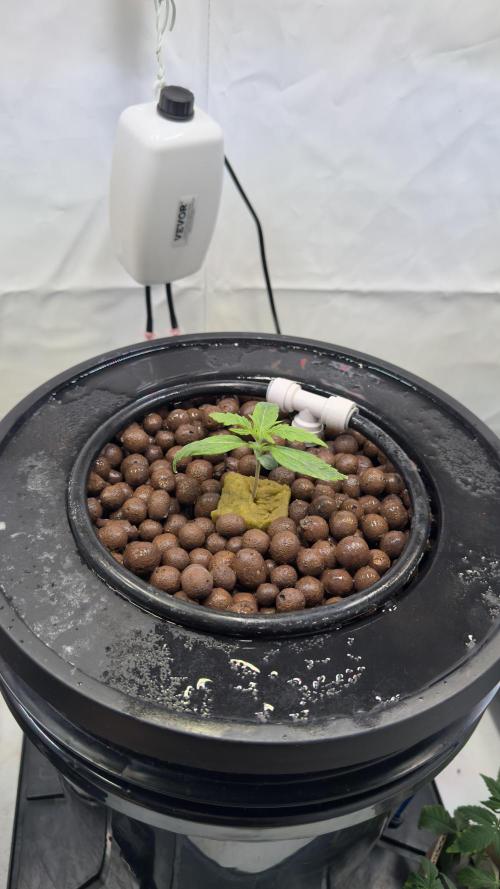 Royal Critical Automatic - RQS. Week 2