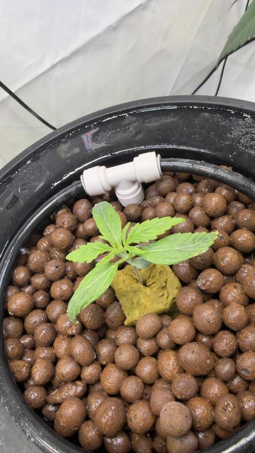 Royal Critical Automatic - RQS. Week 2