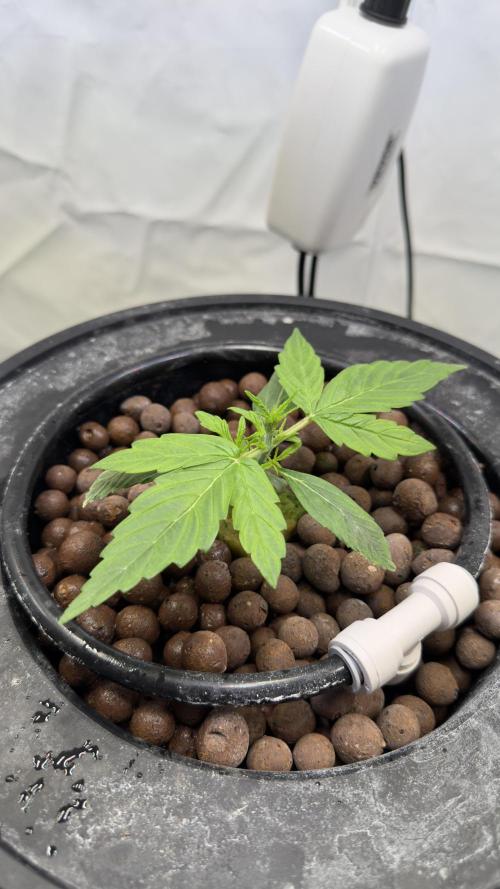 Royal Critical Automatic - RQS. Week 3