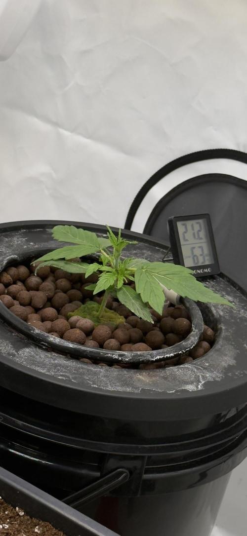 Royal Critical Automatic - RQS. Week 3