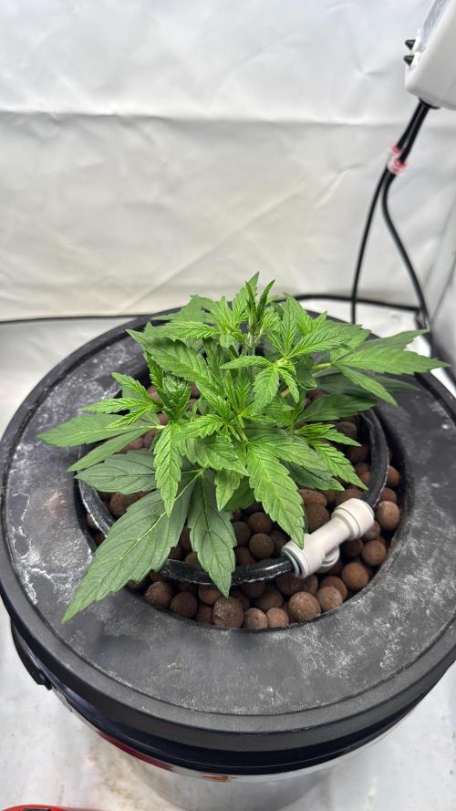 Royal Critical Automatic - RQS. Week 4