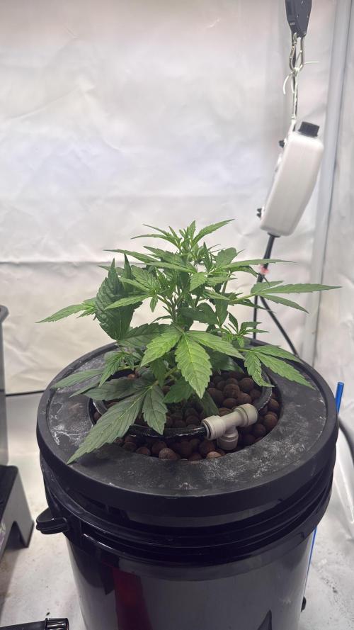 Royal Critical Automatic - RQS. Week 4