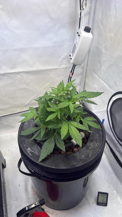 Royal Critical Automatic - RQS. Week 4