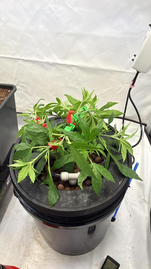 Royal Critical Automatic - RQS. Week 4